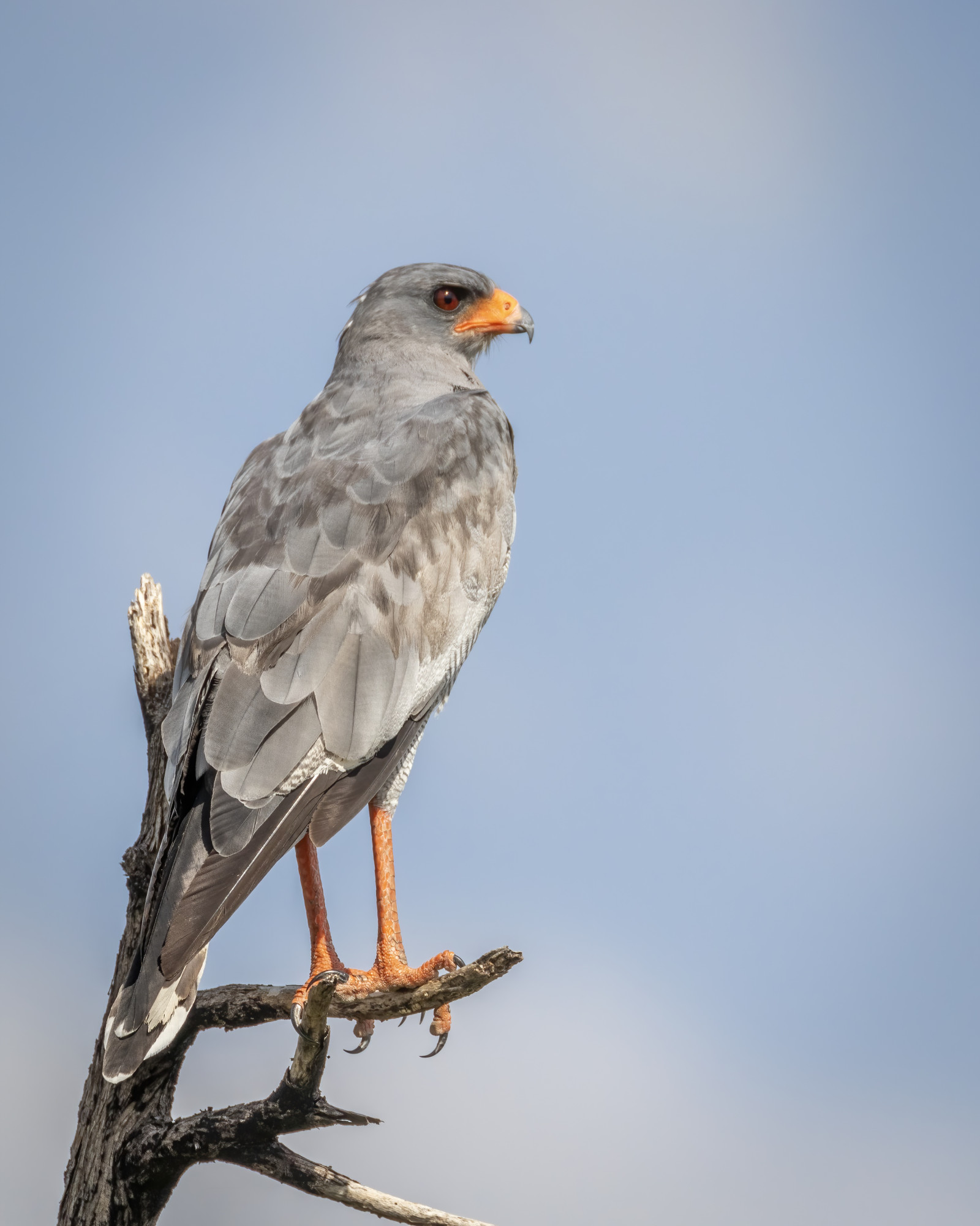 image Pale Chanting-Goshawk